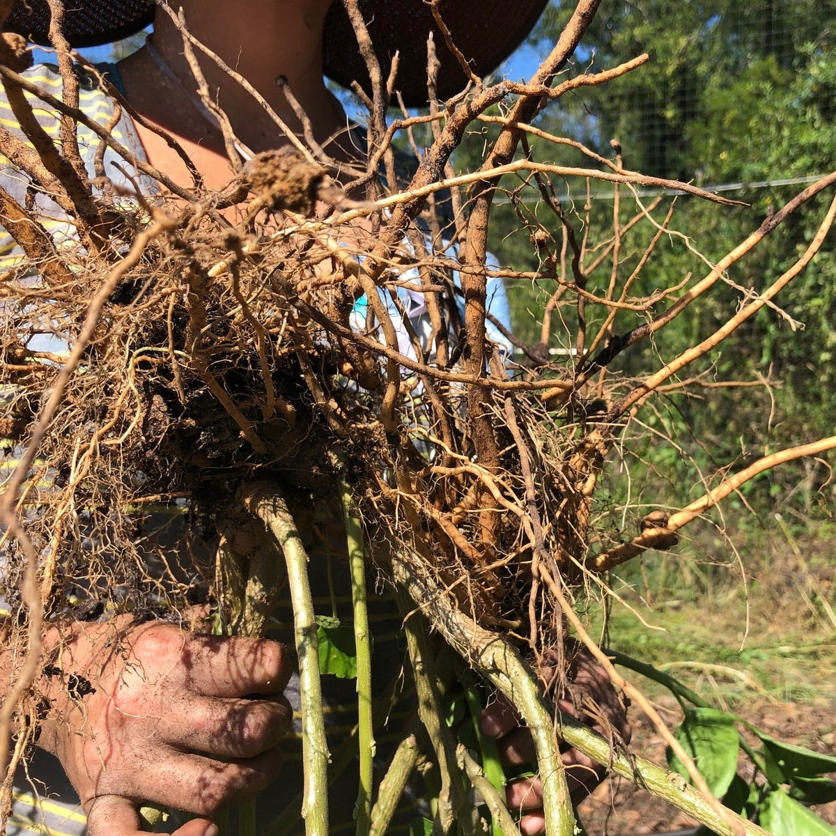 Medicinal Plants