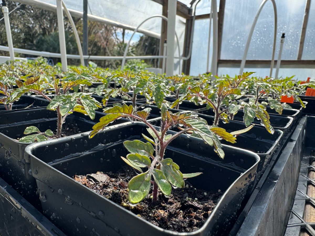 Plants