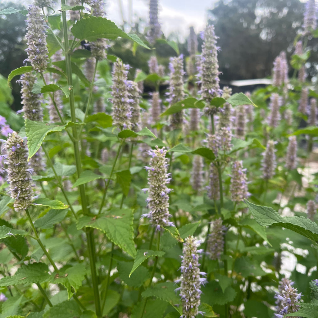 Anise Hyssop