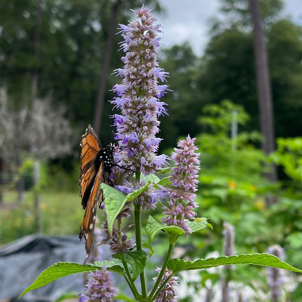Anise Hyssop