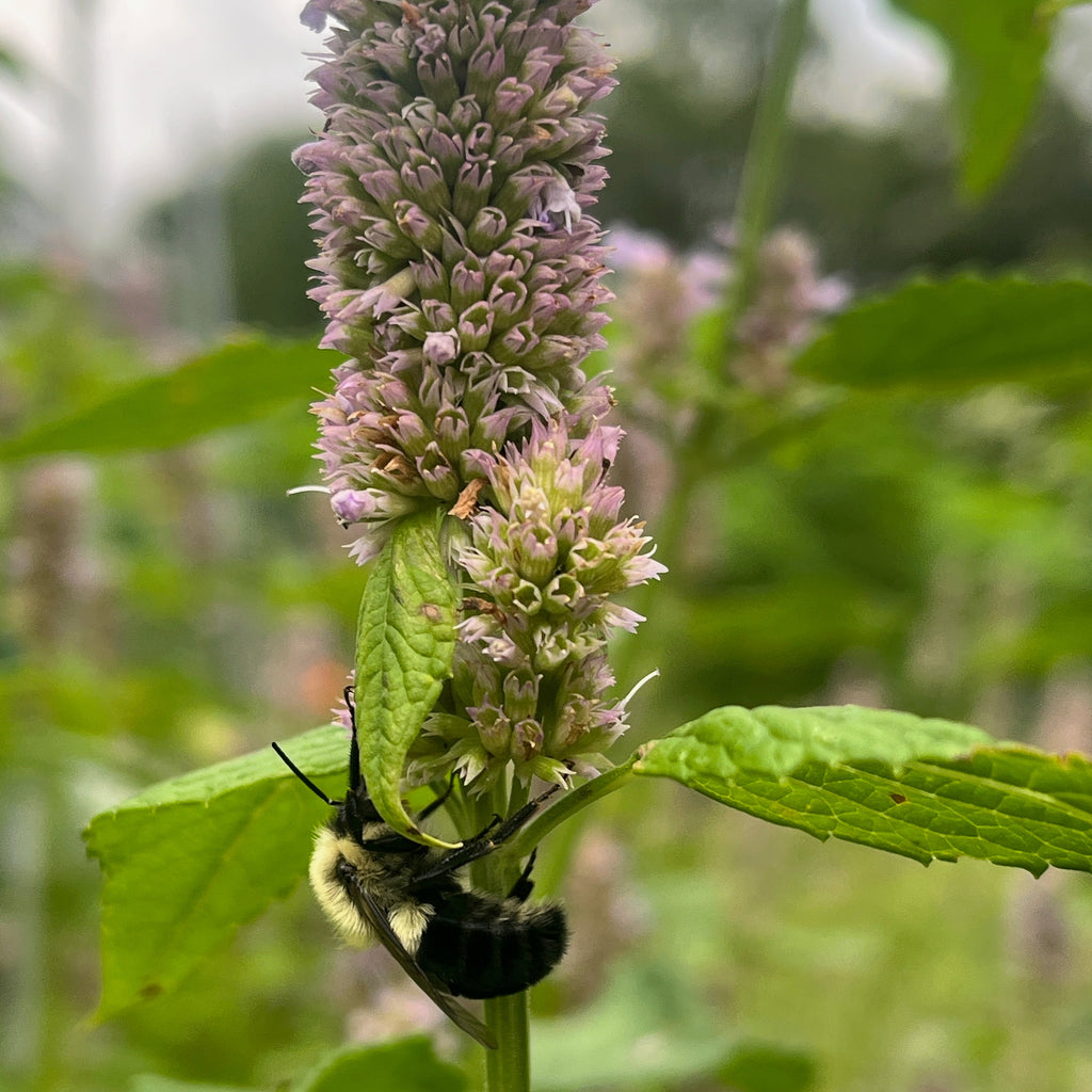 Anise Hyssop