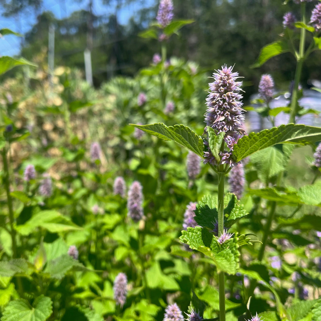 Anise Hyssop