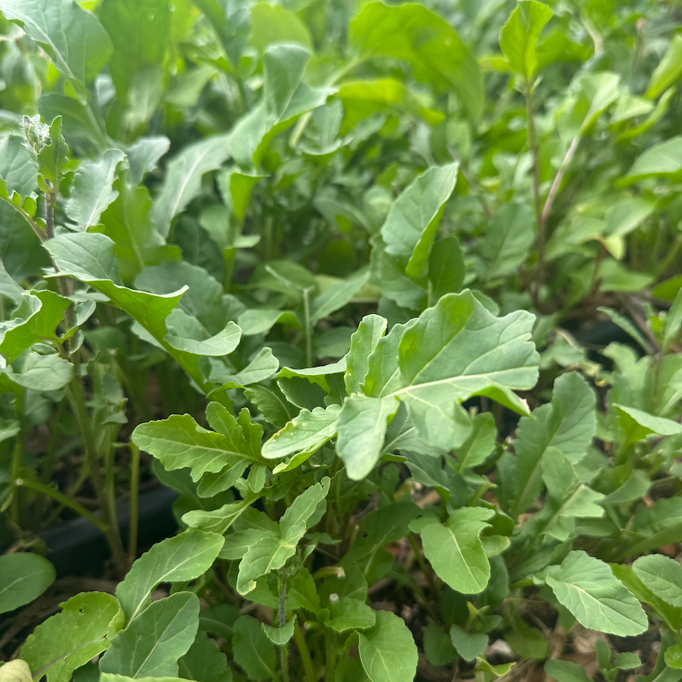 Arugula