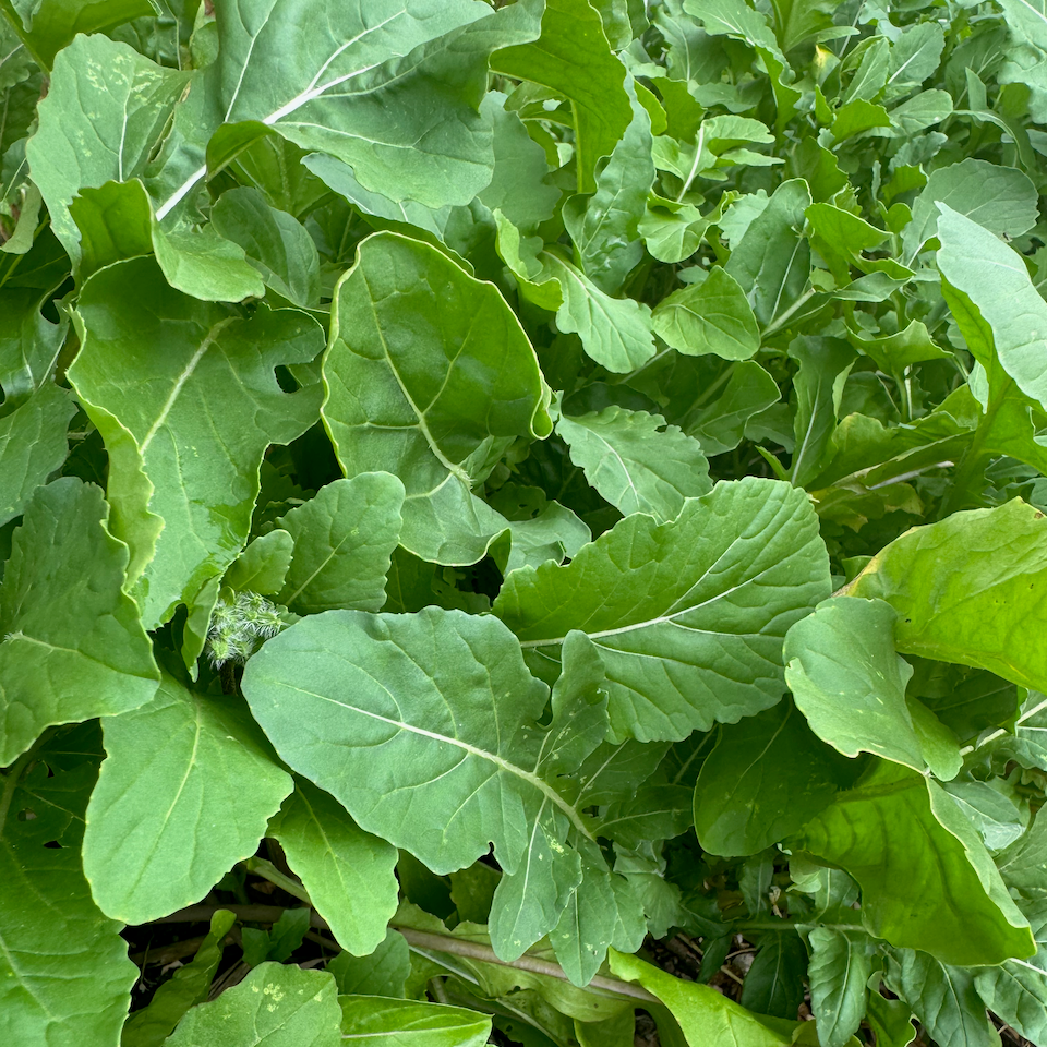 Arugula