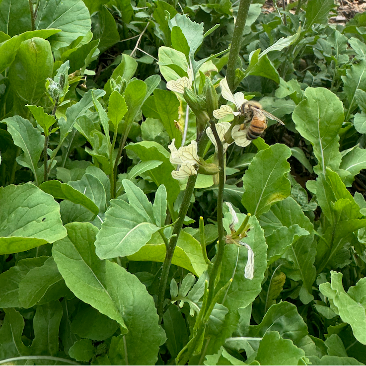 Arugula