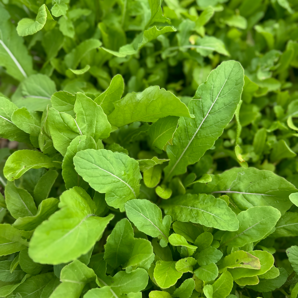 Arugula