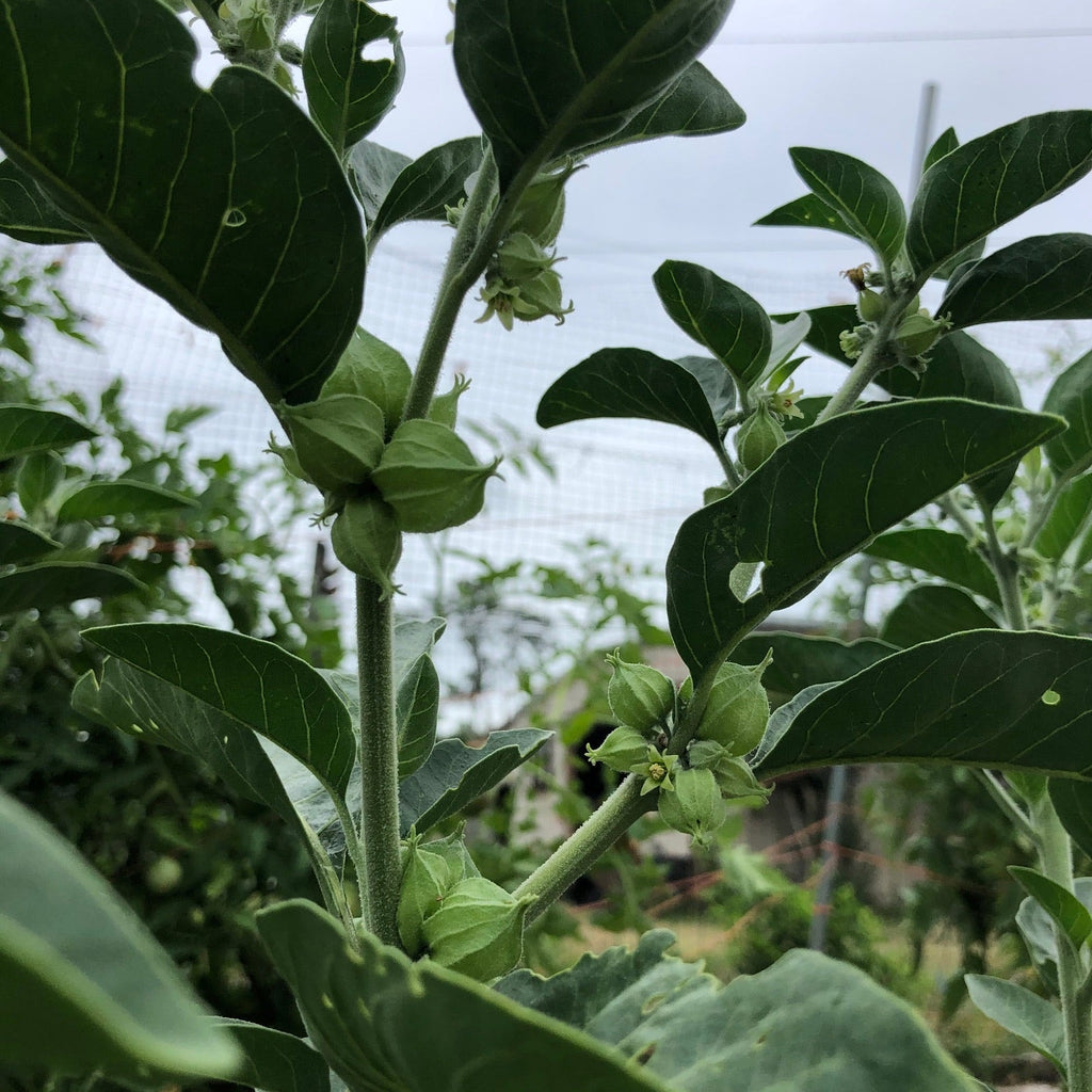 Ashwagandha