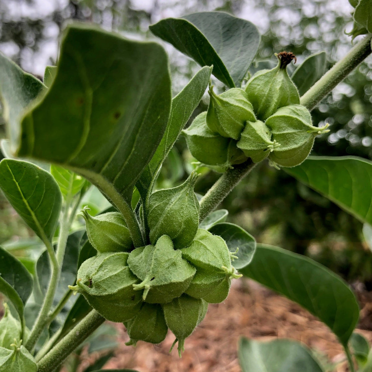 Ashwagandha