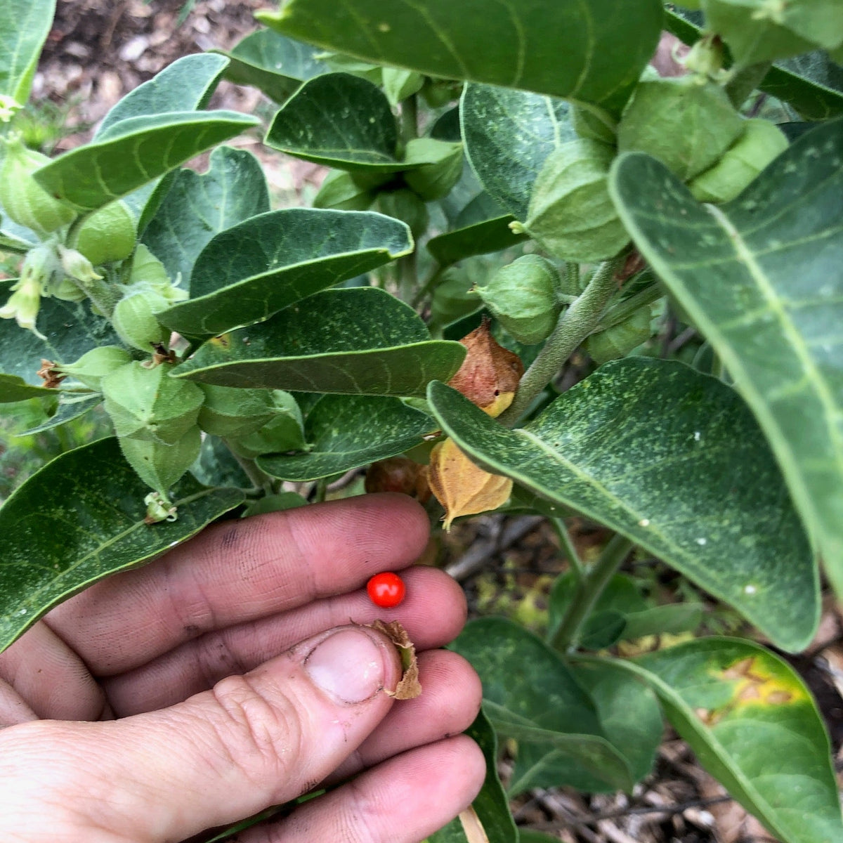 Ashwagandha