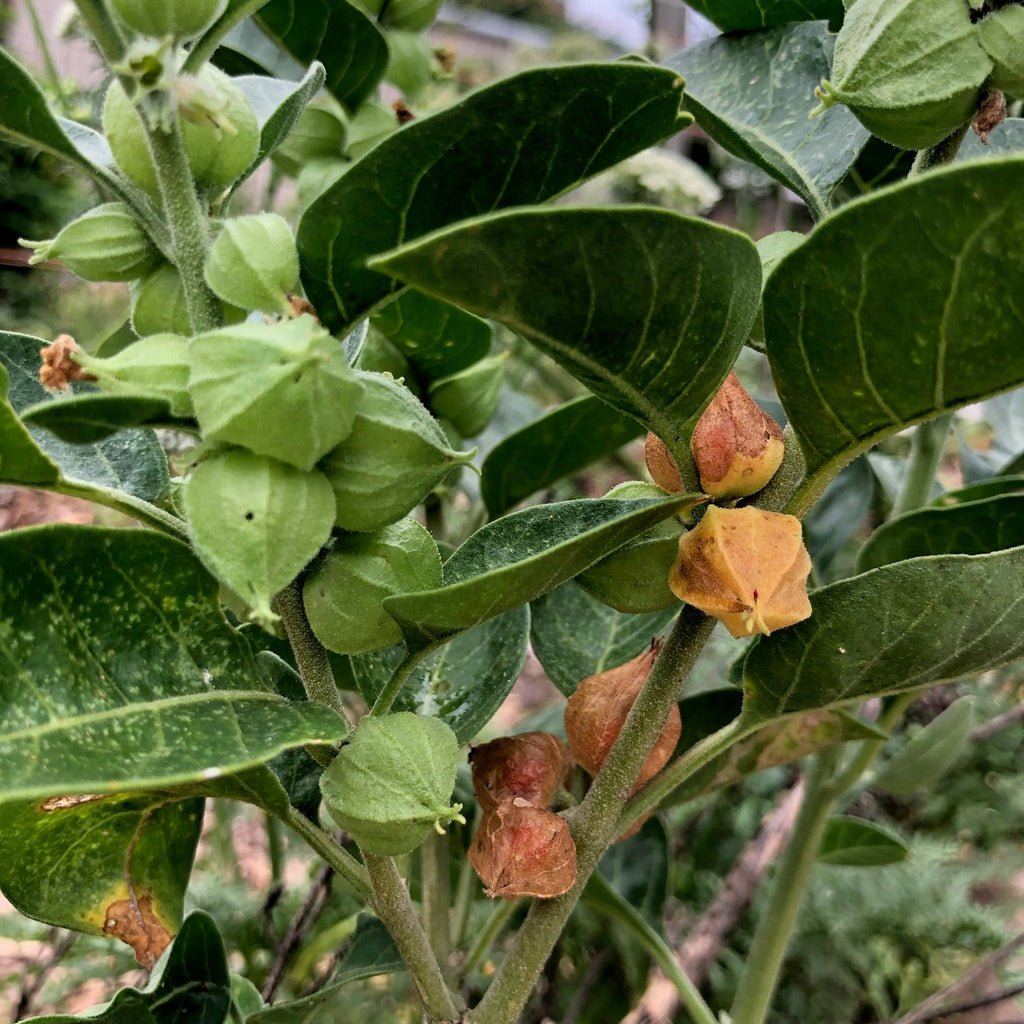 Ashwagandha