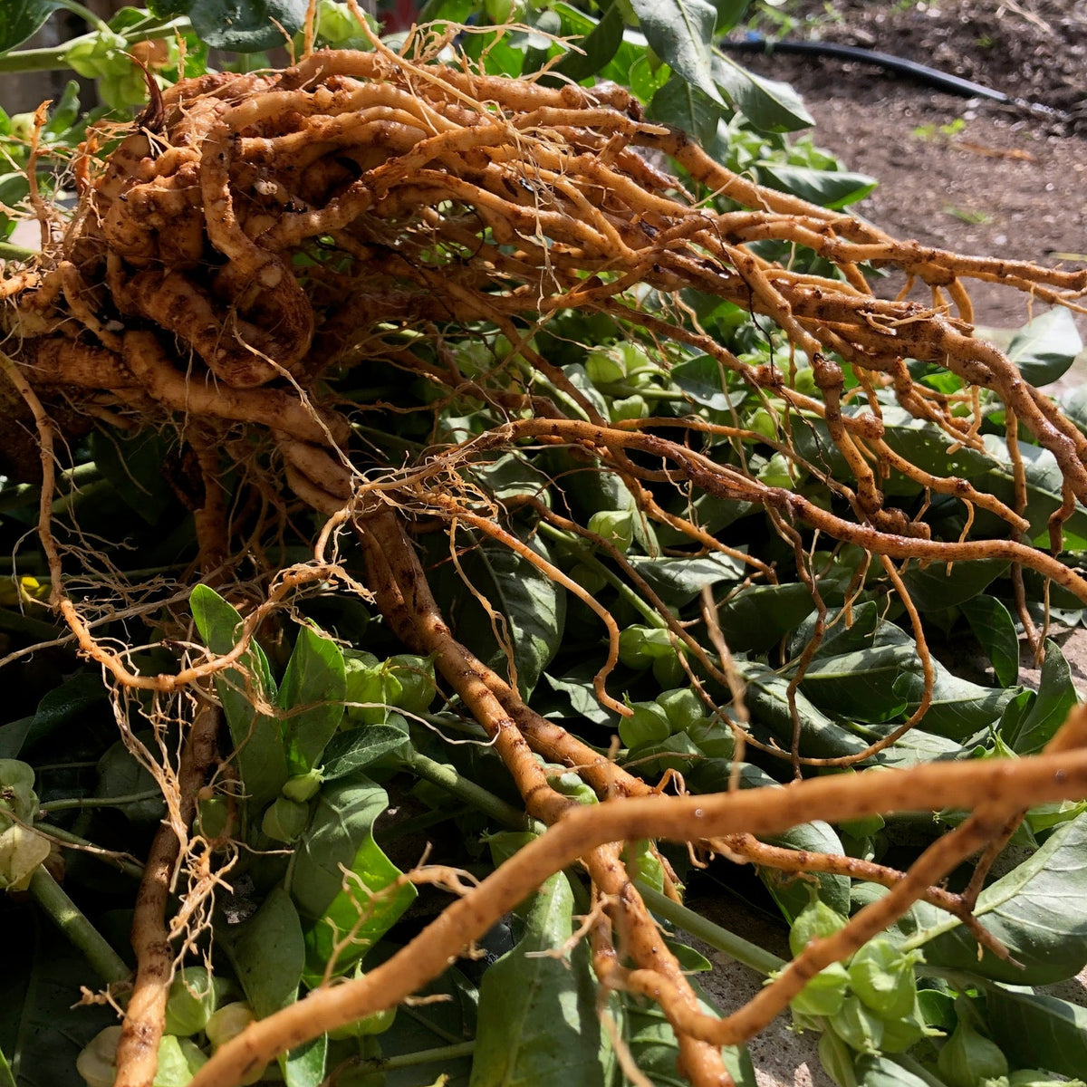 Ashwagandha