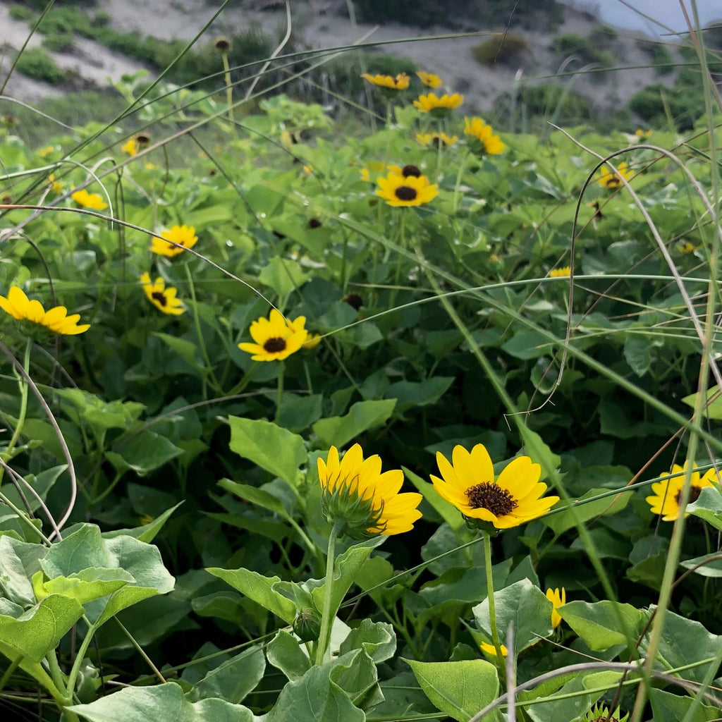 Beach Sunflower