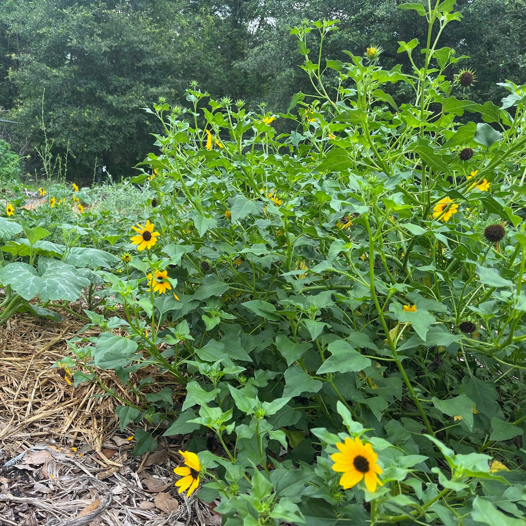 Beach Sunflower