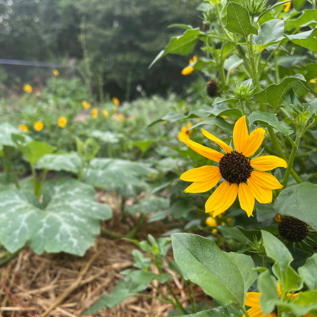 Beach Sunflower