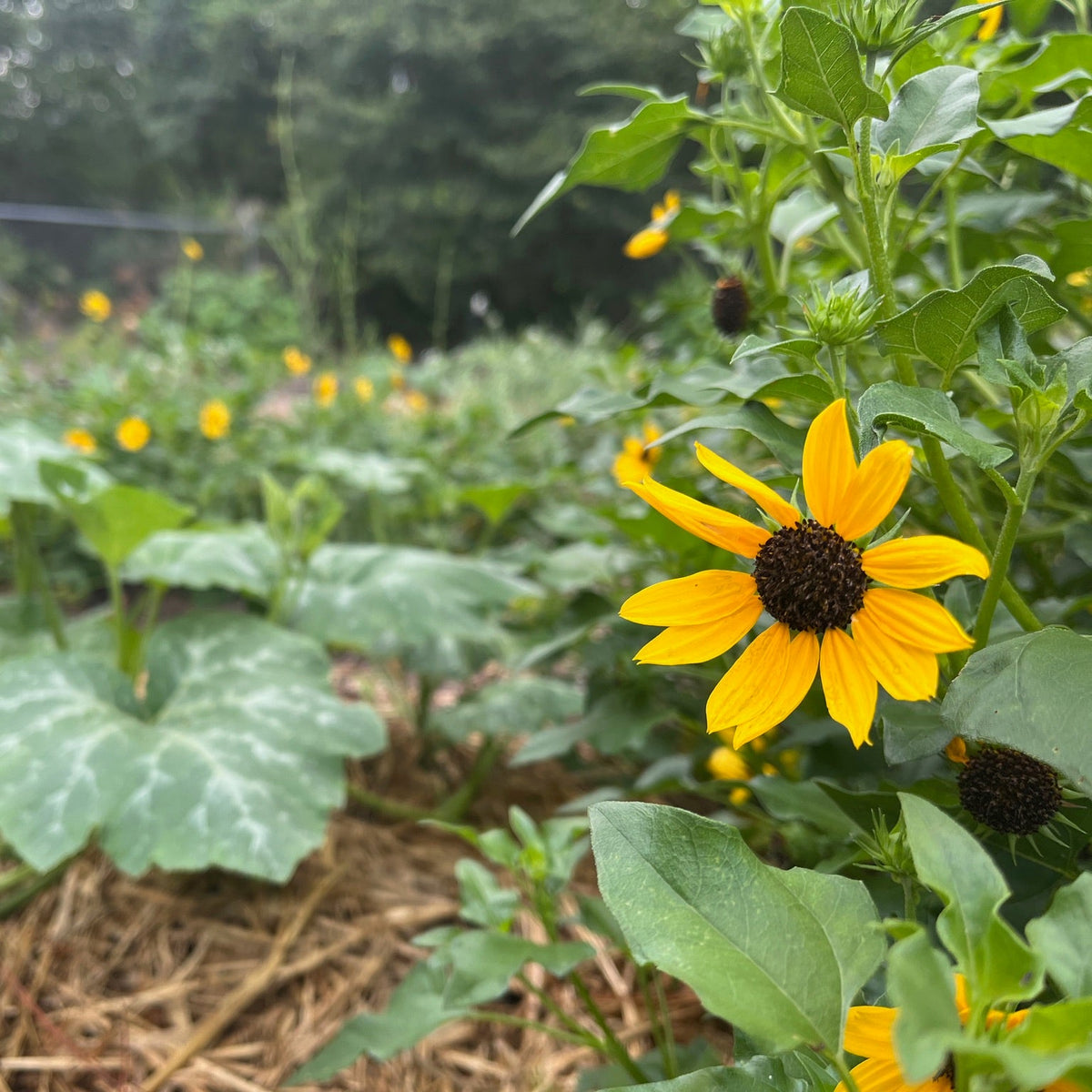 Beach Sunflower
