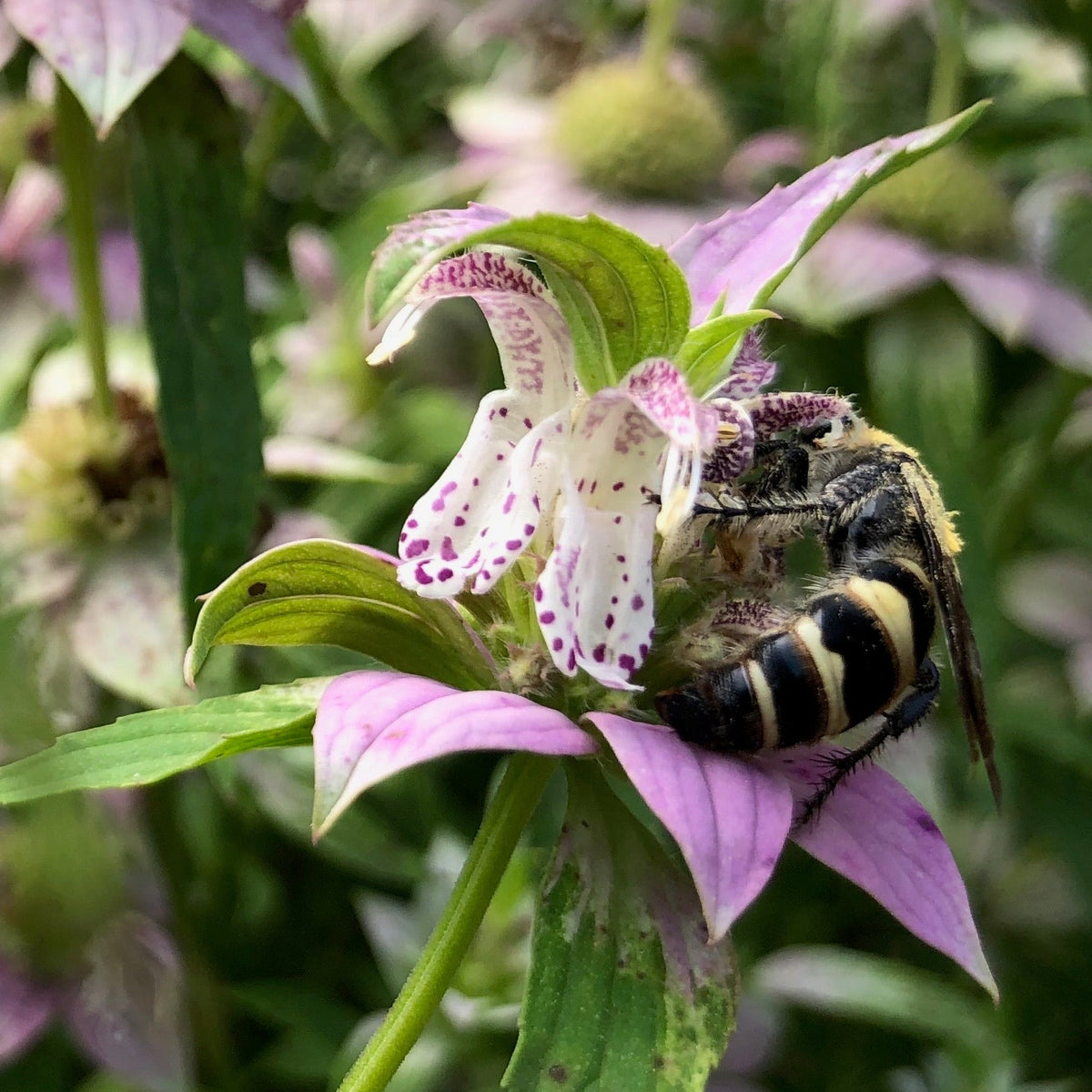 Beebalm / Horsemint