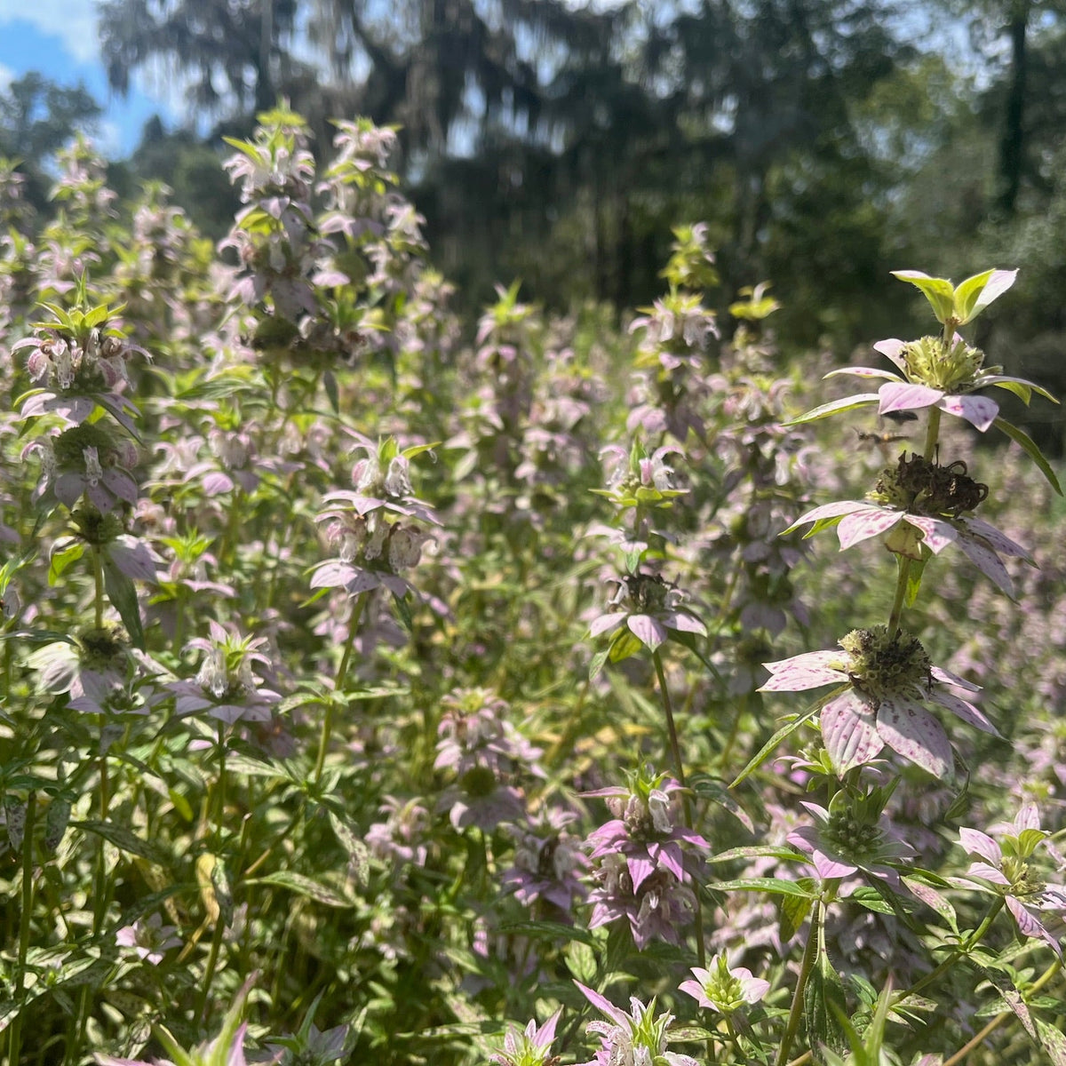 Beebalm / Horsemint