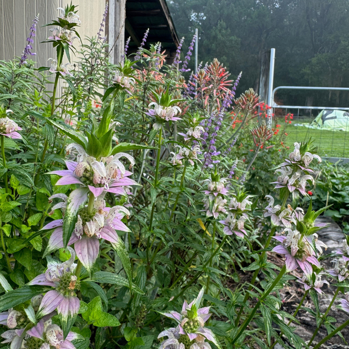 Beebalm / Horsemint