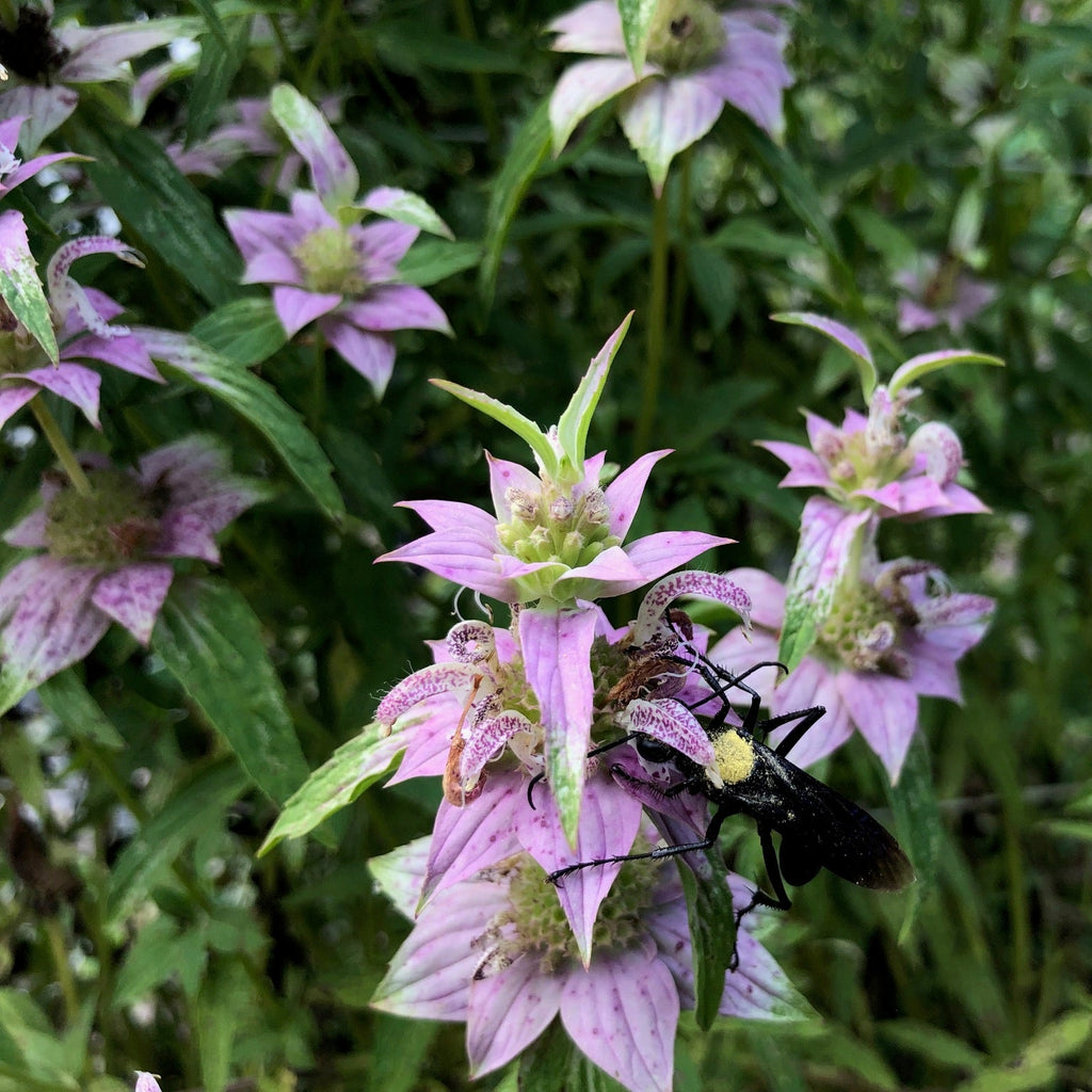 Beebalm / Horsemint