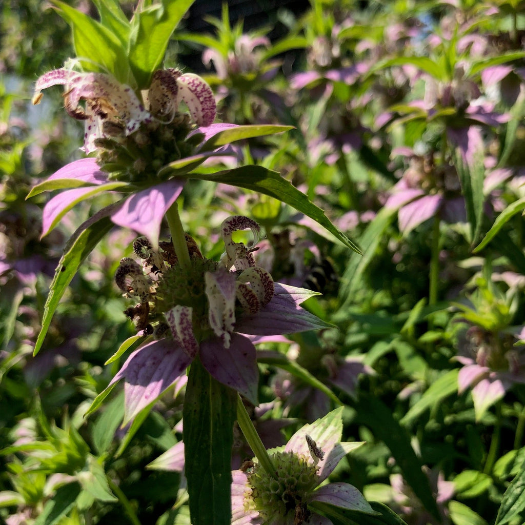 Beebalm / Horsemint