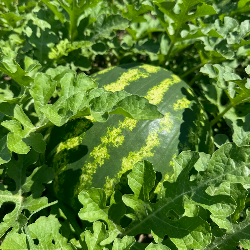 Crimson Sweet Watermelon
