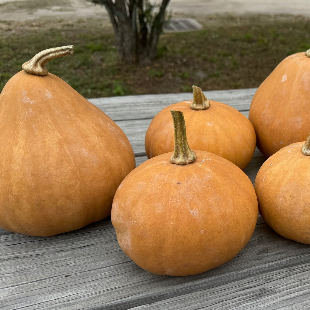 Bellevue Butternut Winter Squash