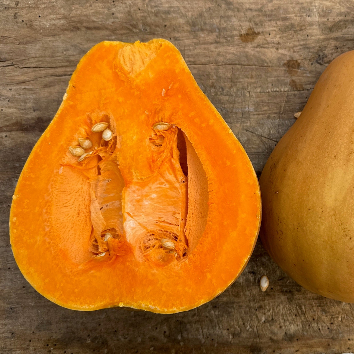 Bellevue Butternut Winter Squash