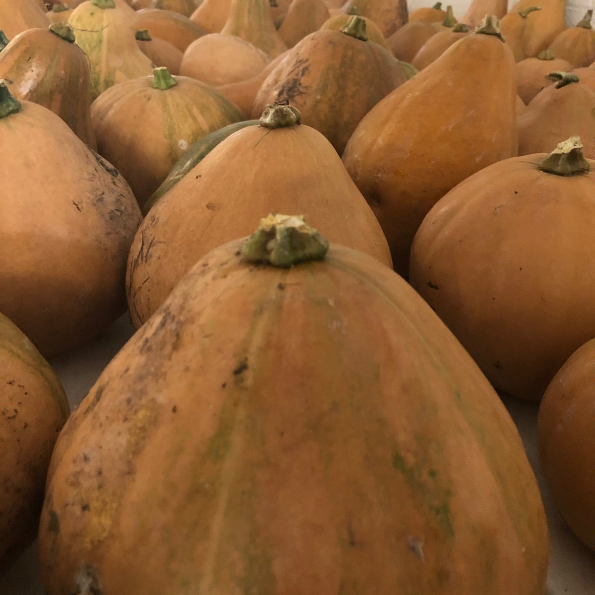 Bellevue Butternut Winter Squash