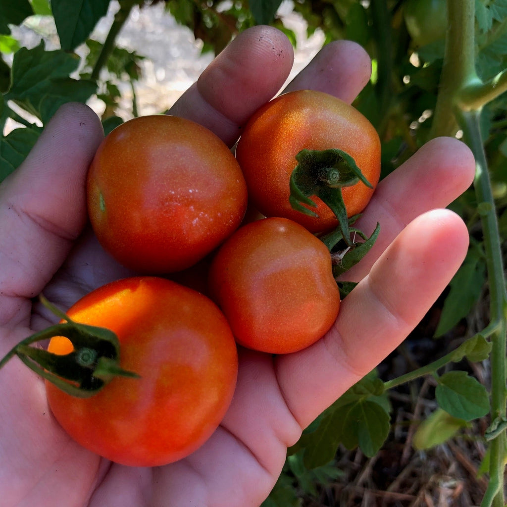 Bellevue Cherry  Tomato