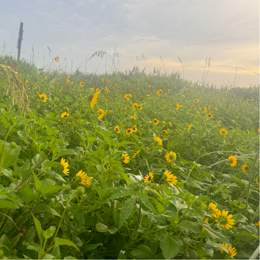Beach Sunflower