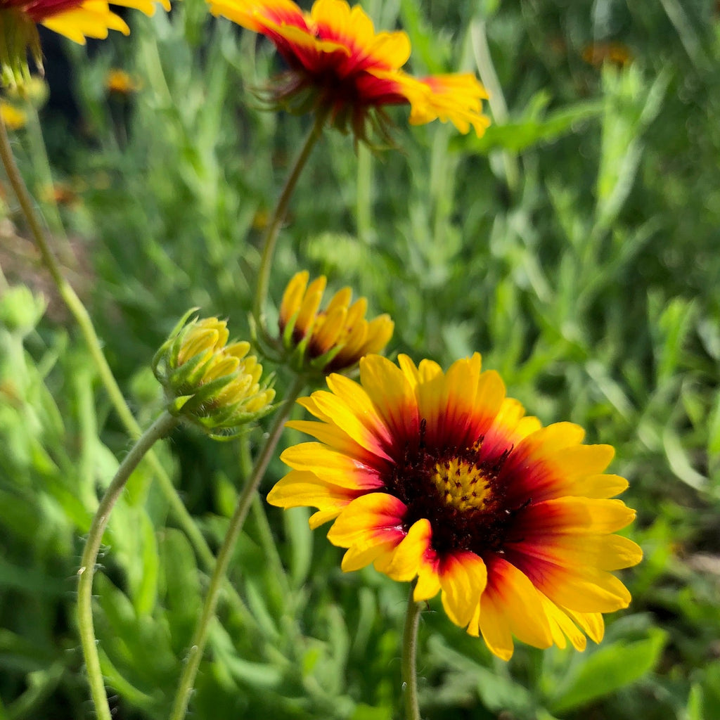 Blanket Flower