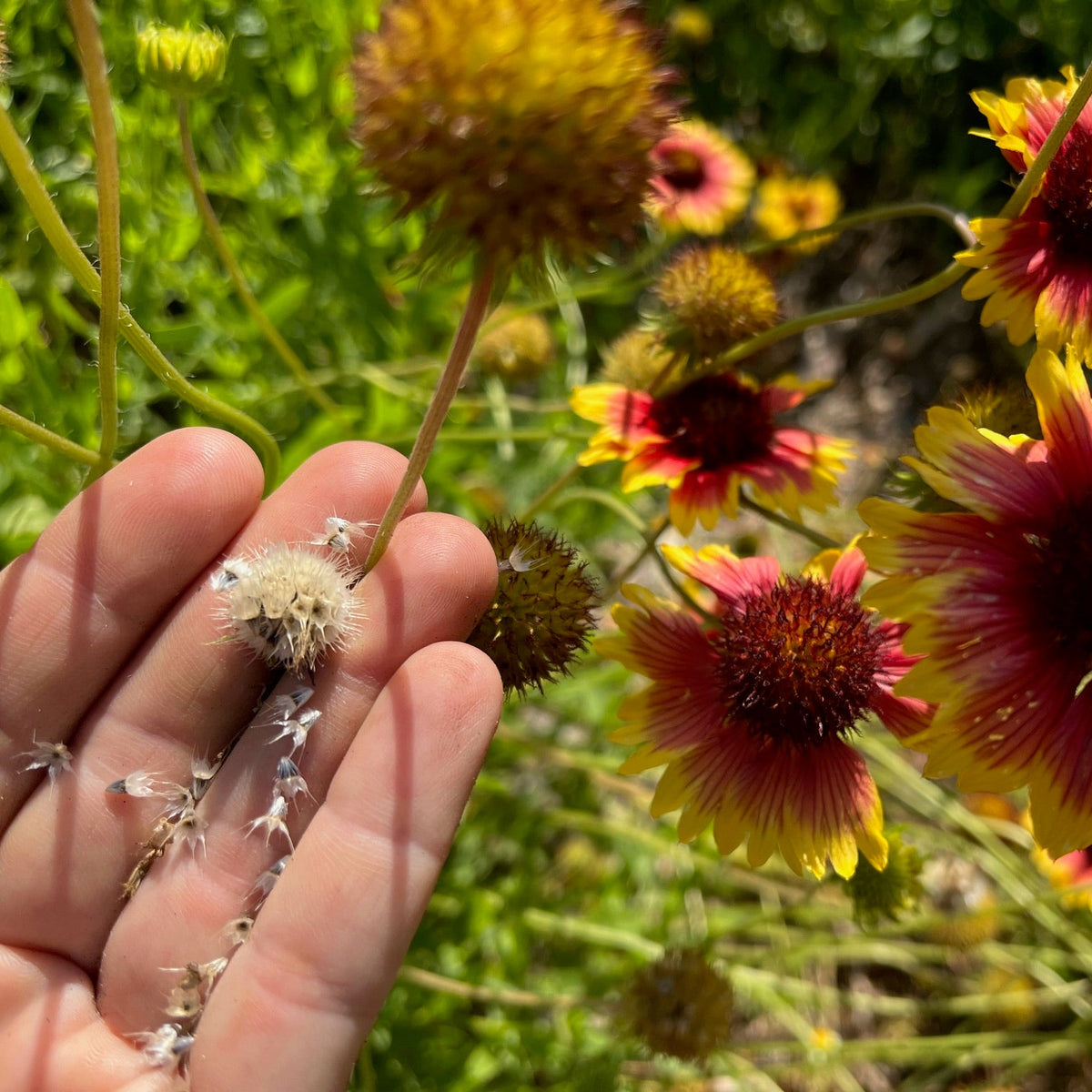 Blanket Flower