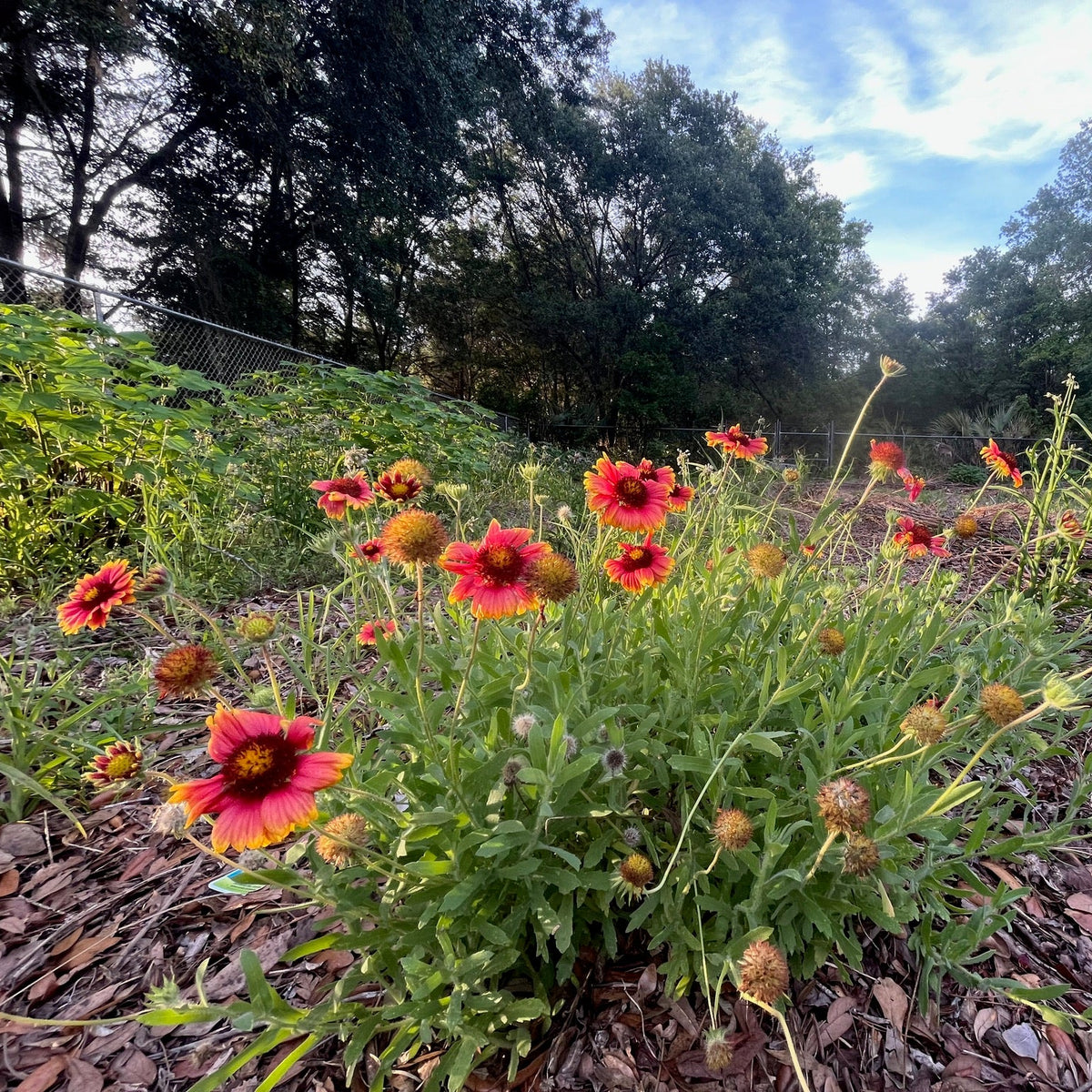 Blanket Flower