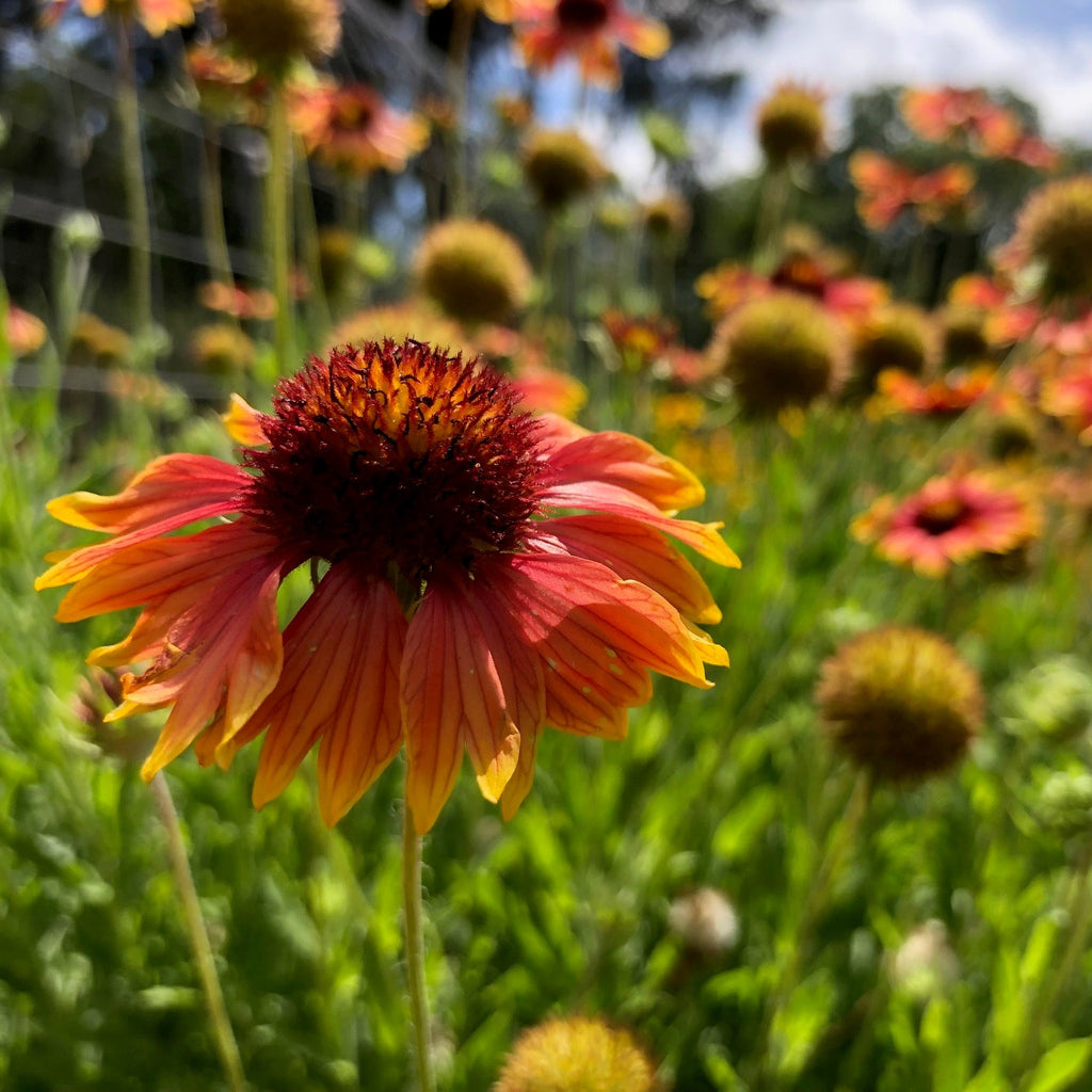 Blanket Flower