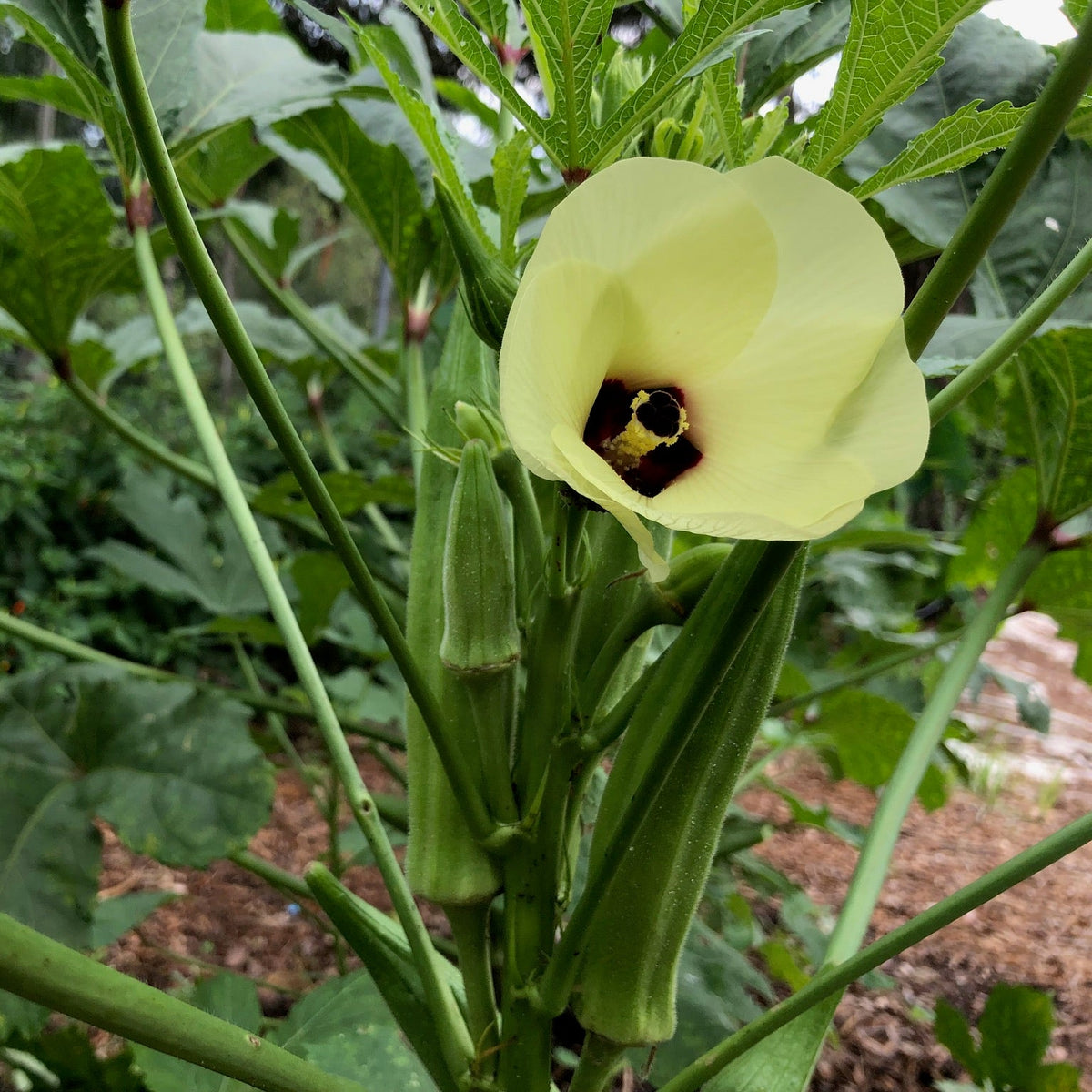 Bradford Family Heirloom Okra