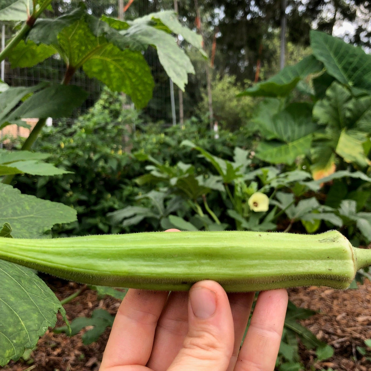 Bradford Family Heirloom Okra