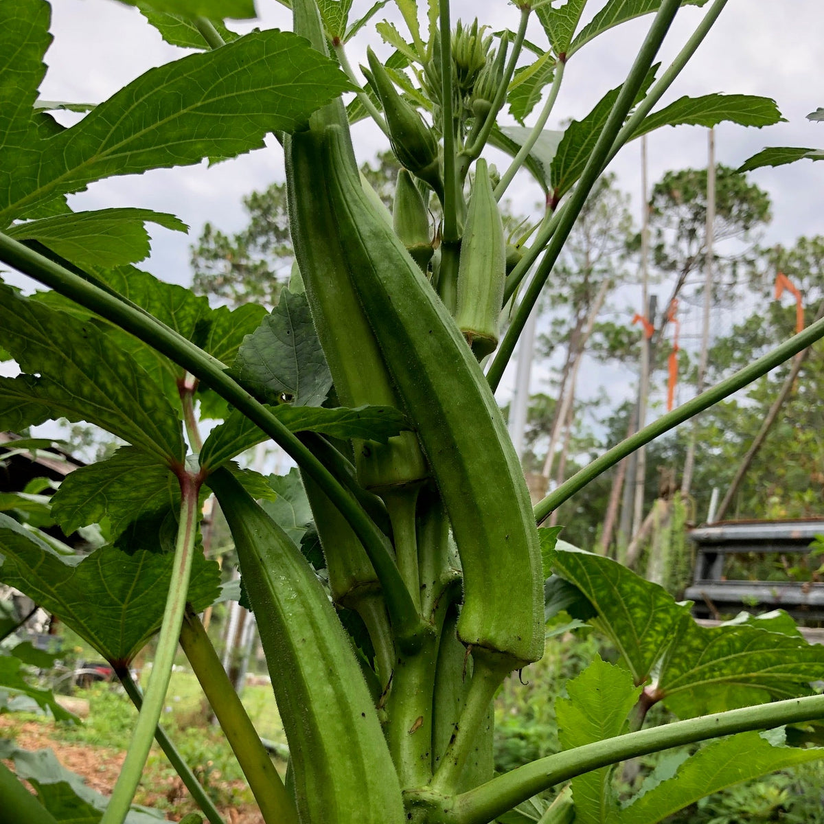 Bradford Family Heirloom Okra