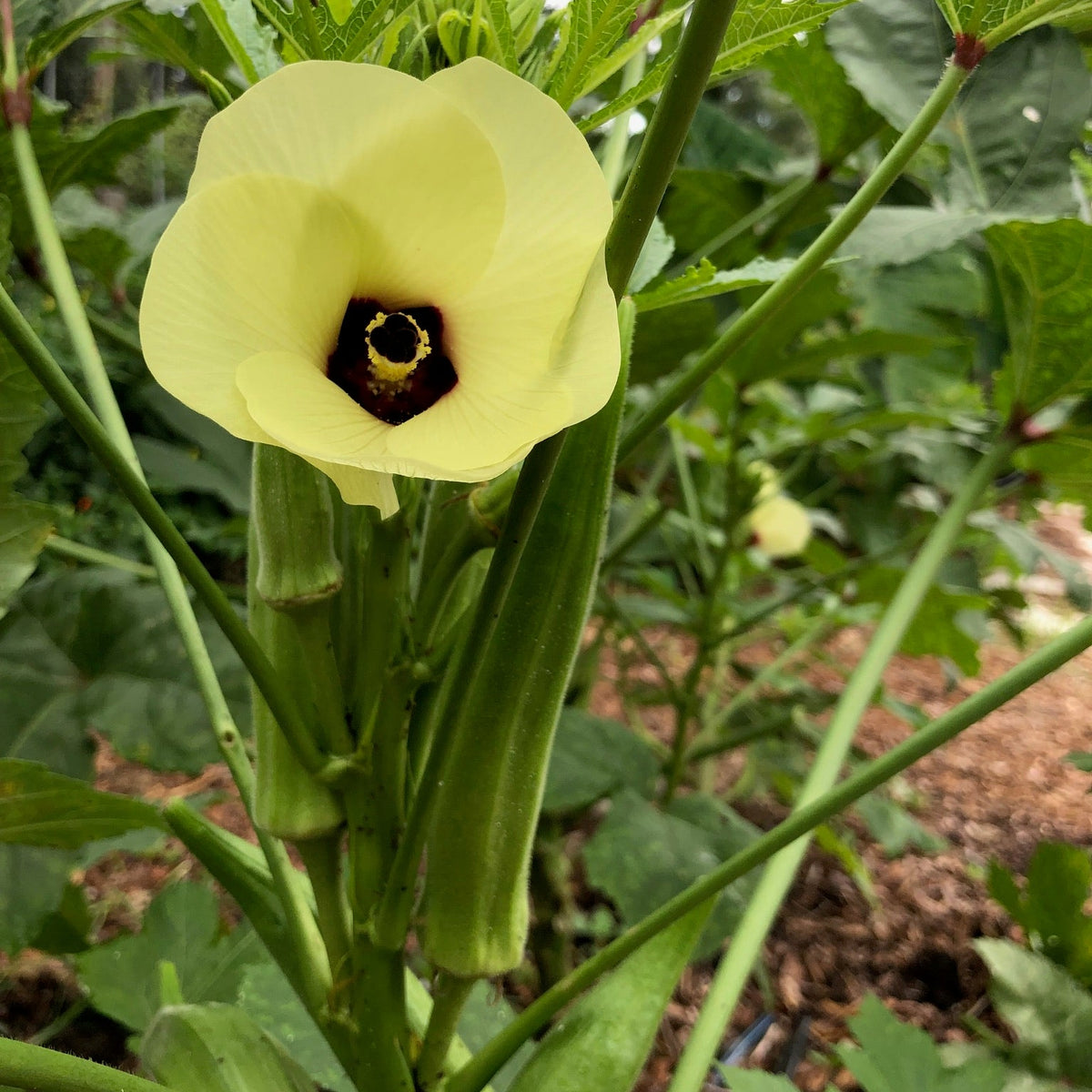 Bradford Family Heirloom Okra