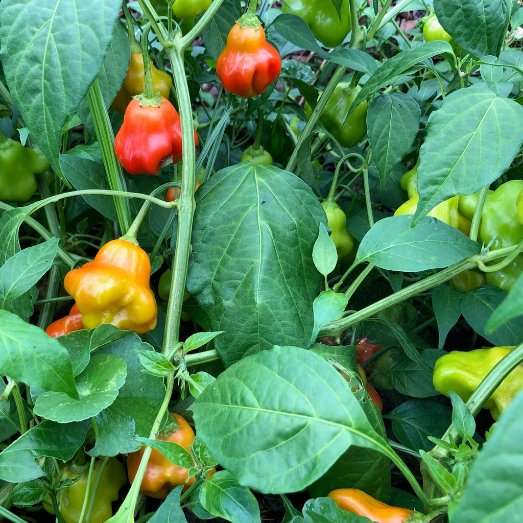 Brazilian Starfish Sweet Pepper