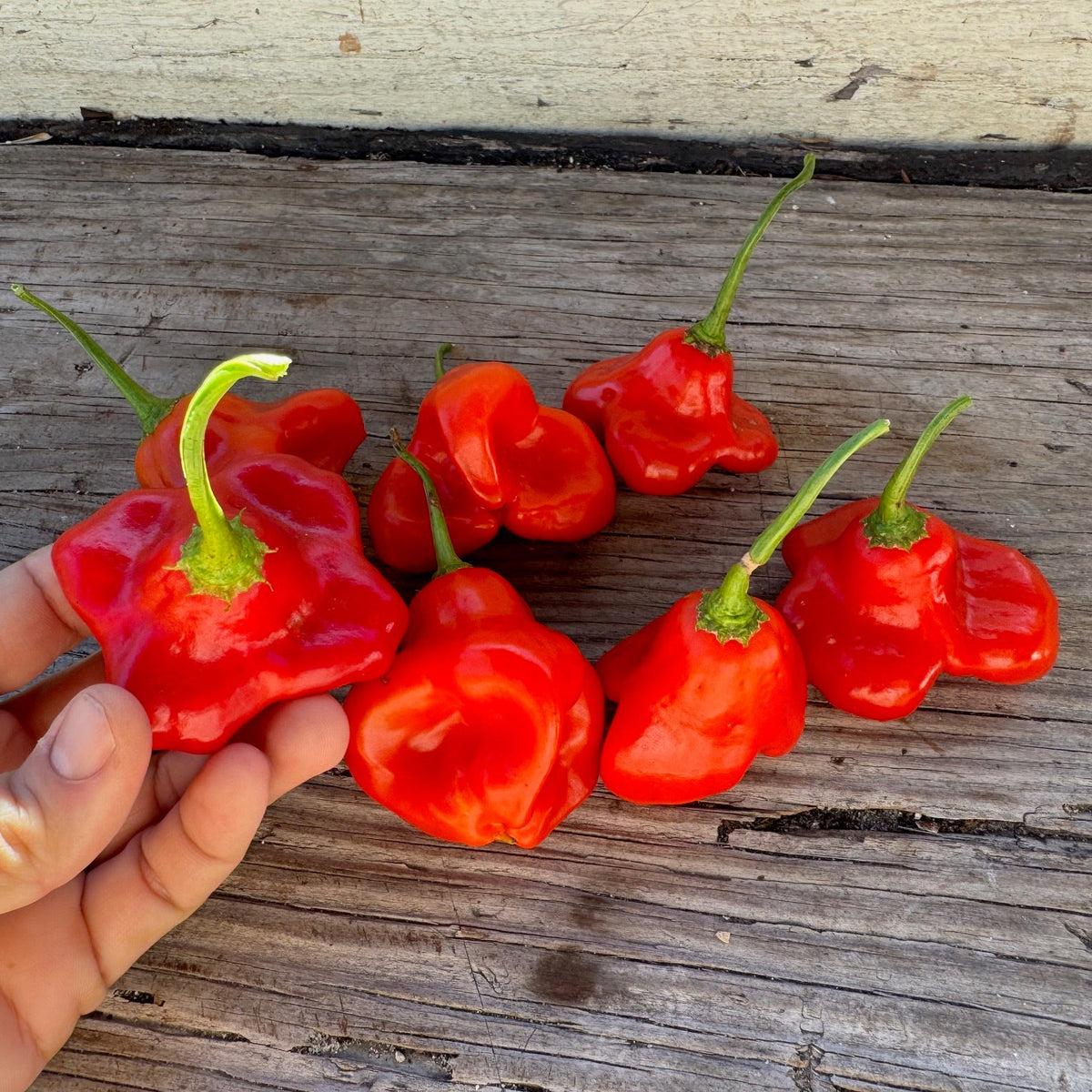 Brazilian Starfish Sweet Pepper