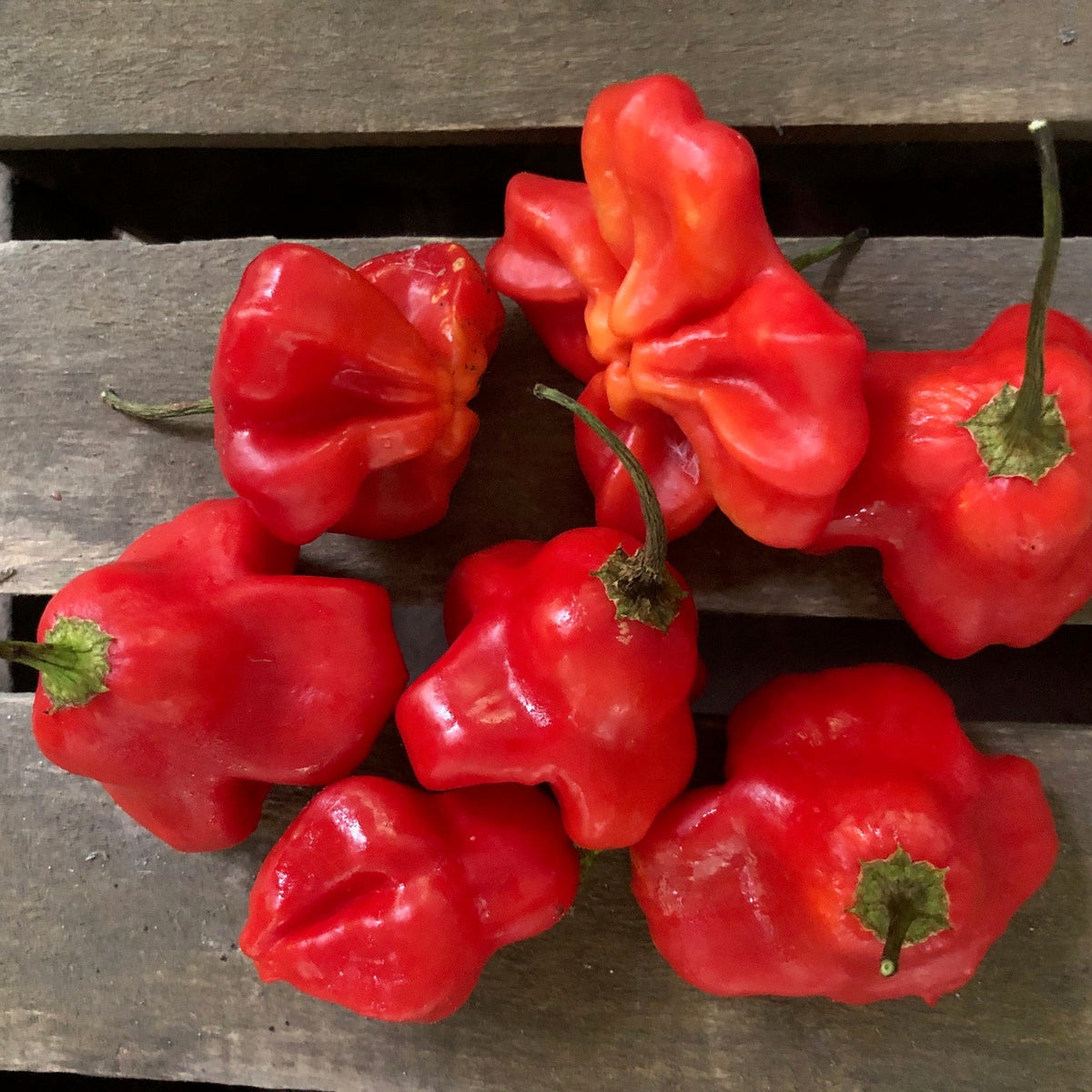 Brazilian Starfish Sweet Pepper
