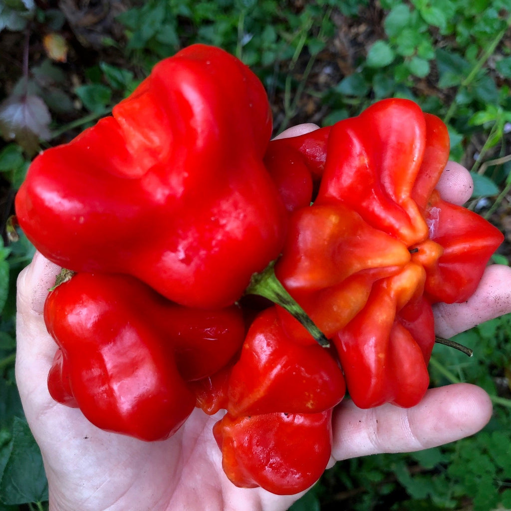 Brazilian Starfish Sweet Pepper
