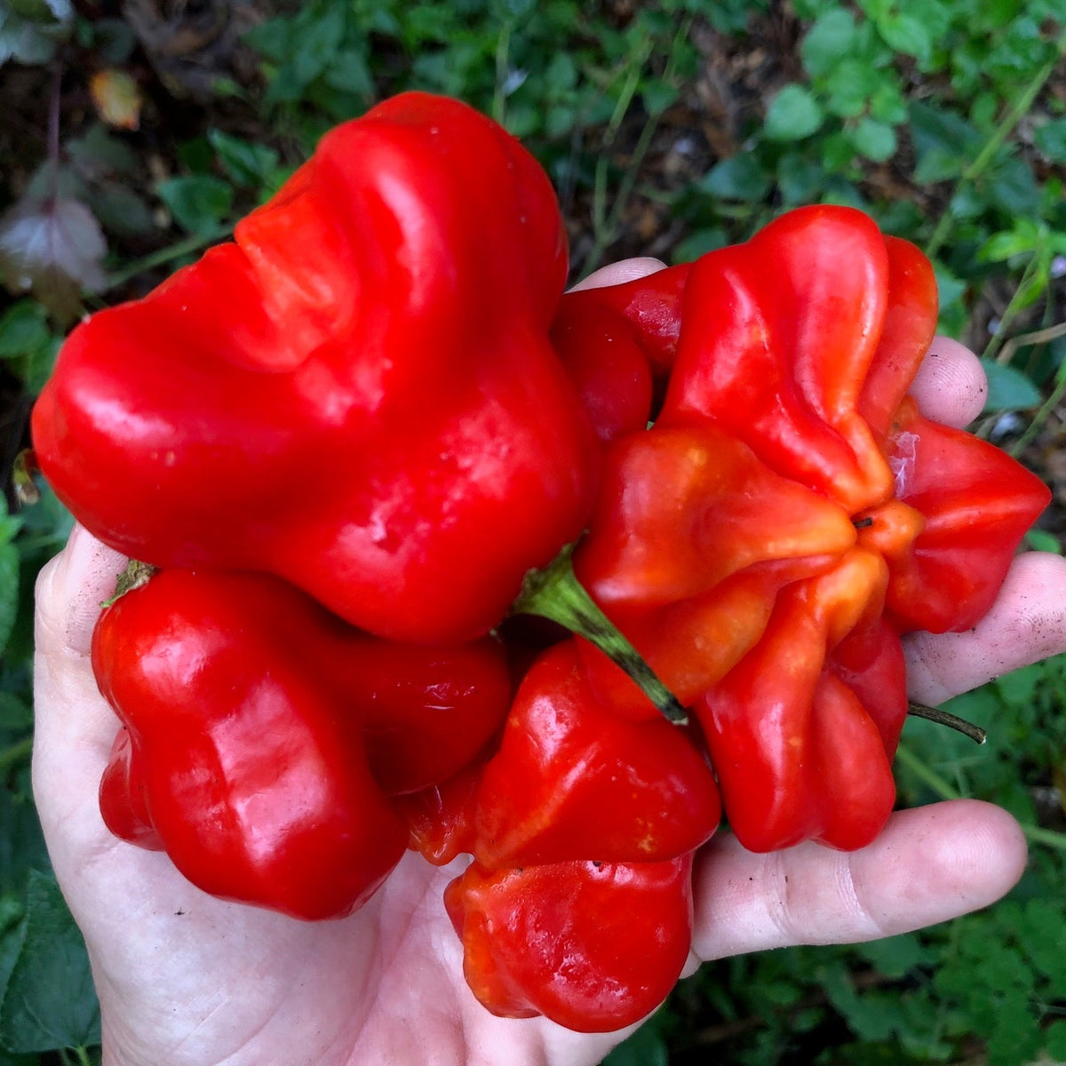 Brazilian Starfish Sweet Pepper