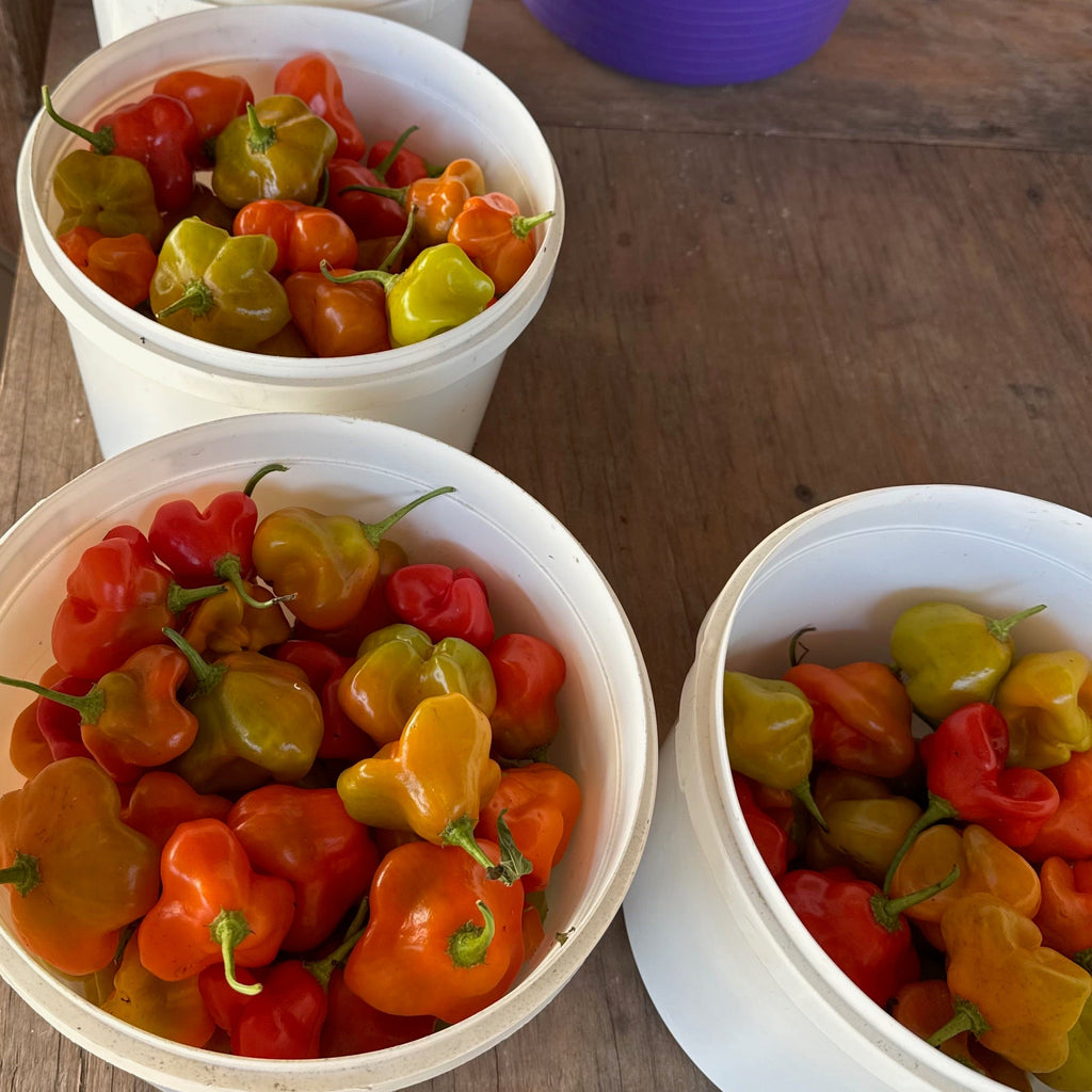 Brazilian Starfish Sweet Pepper