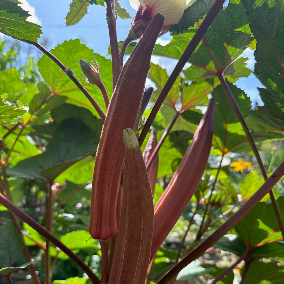 Burgundy Okra