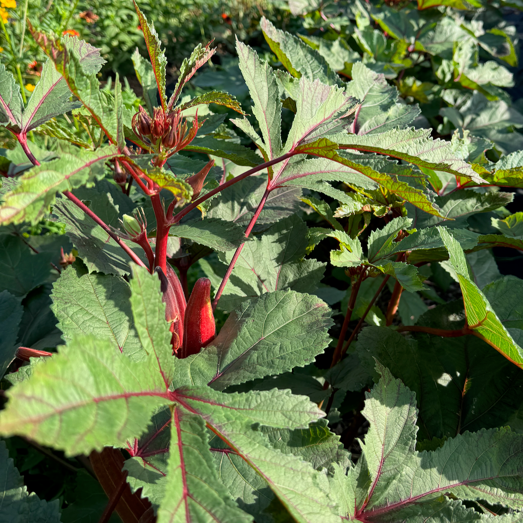 Burgundy Okra