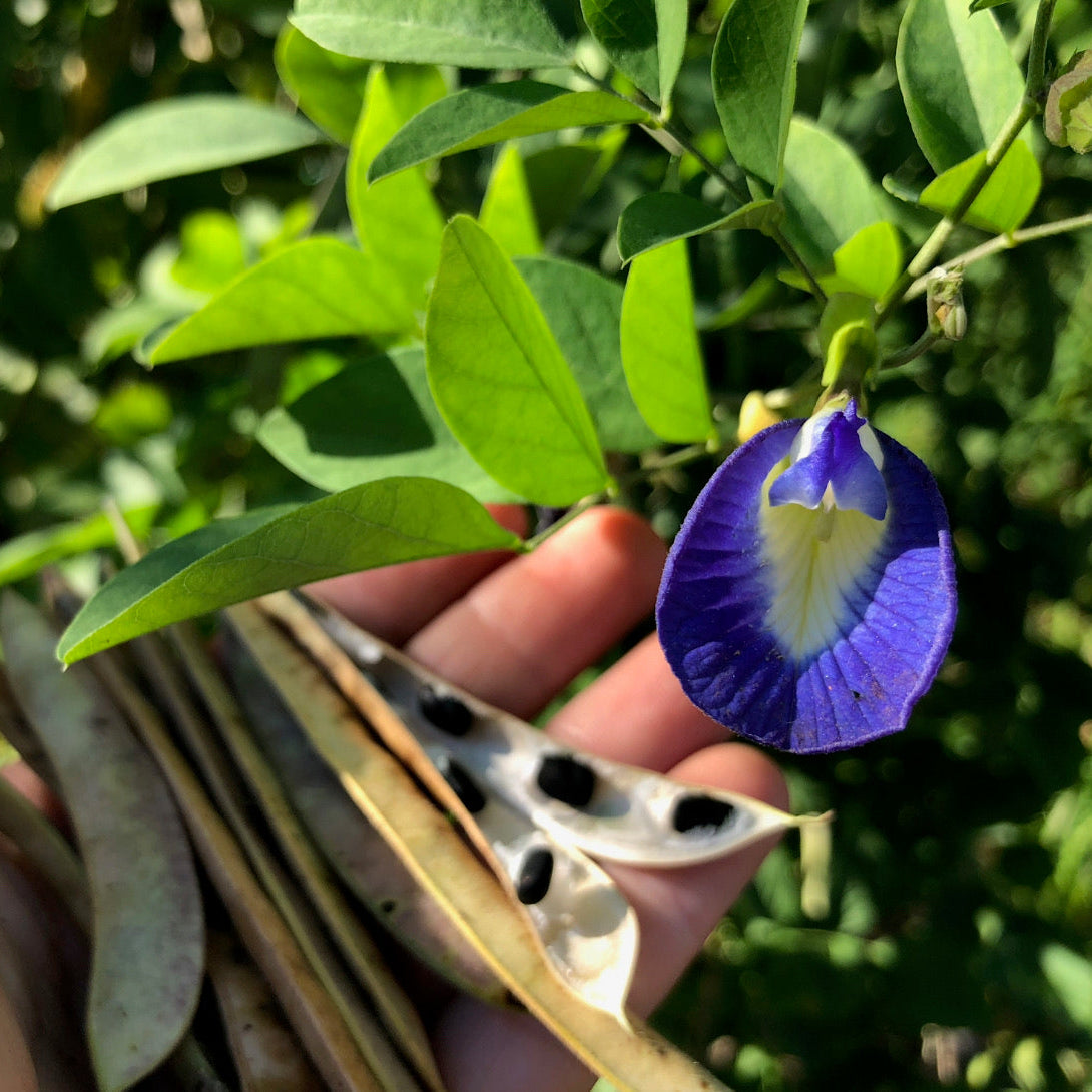 Butterfly Pea
