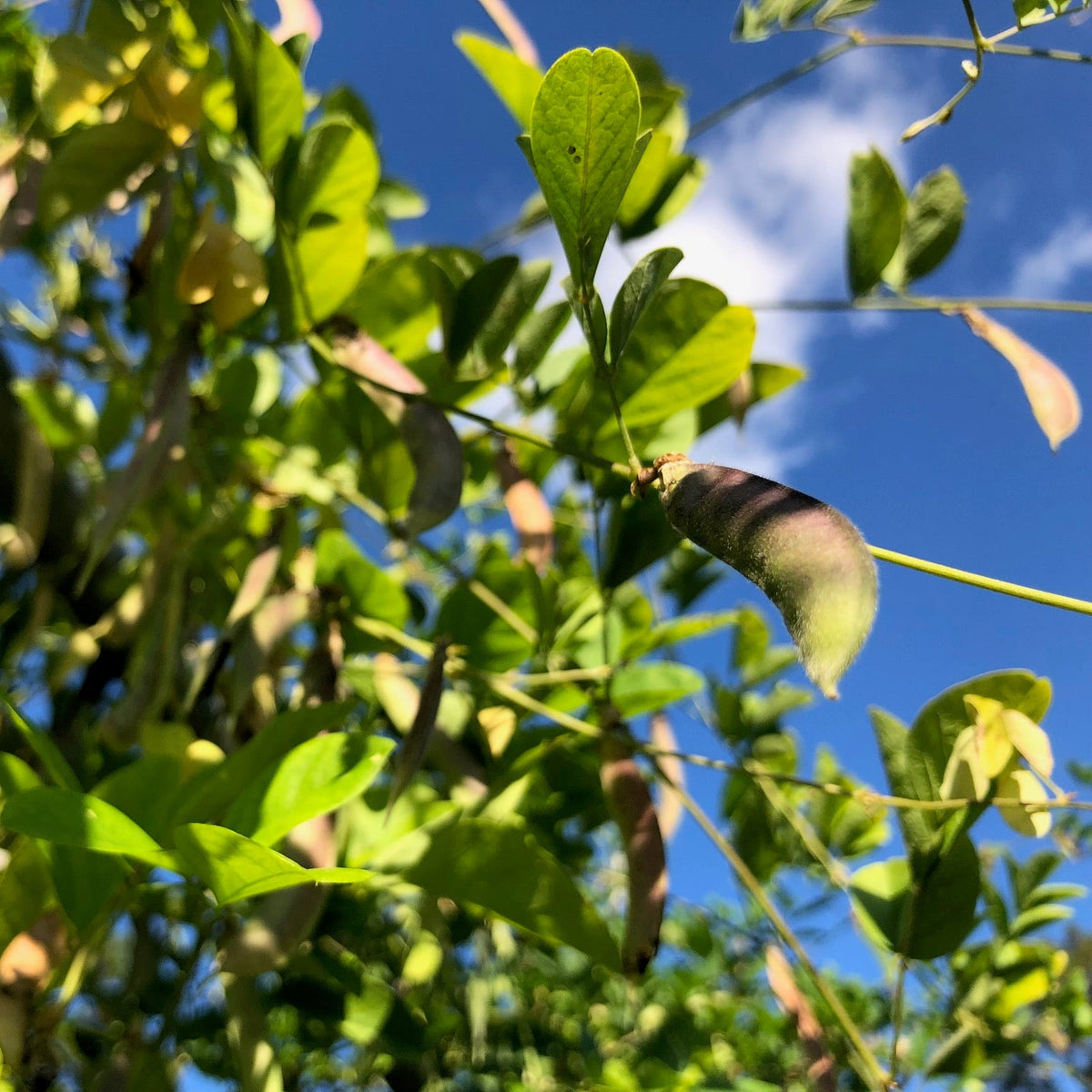 Butterfly Pea