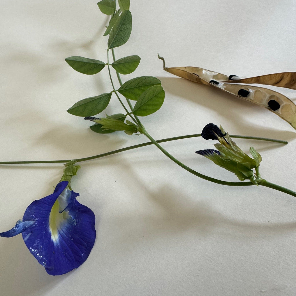 Butterfly Pea