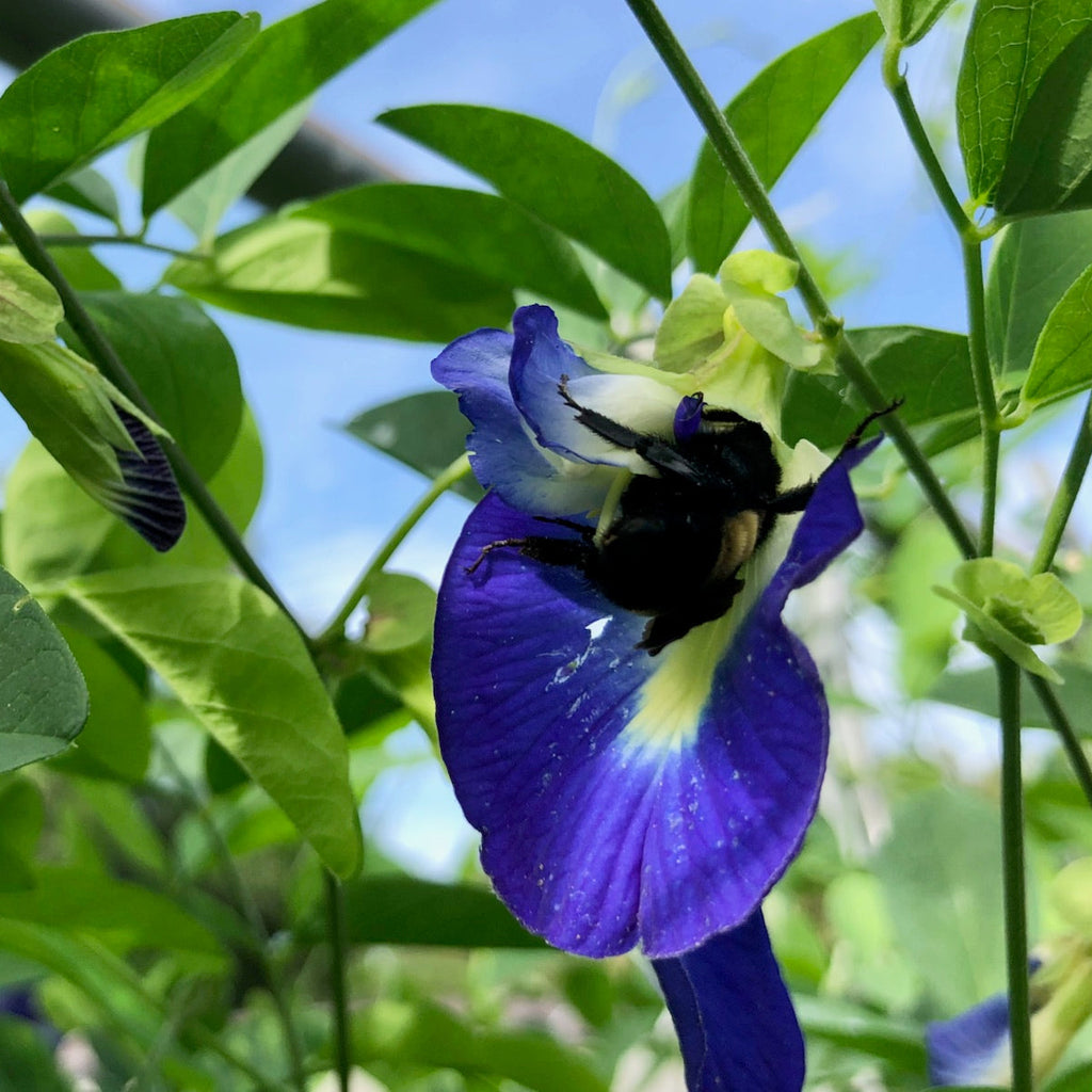 Butterfly Pea